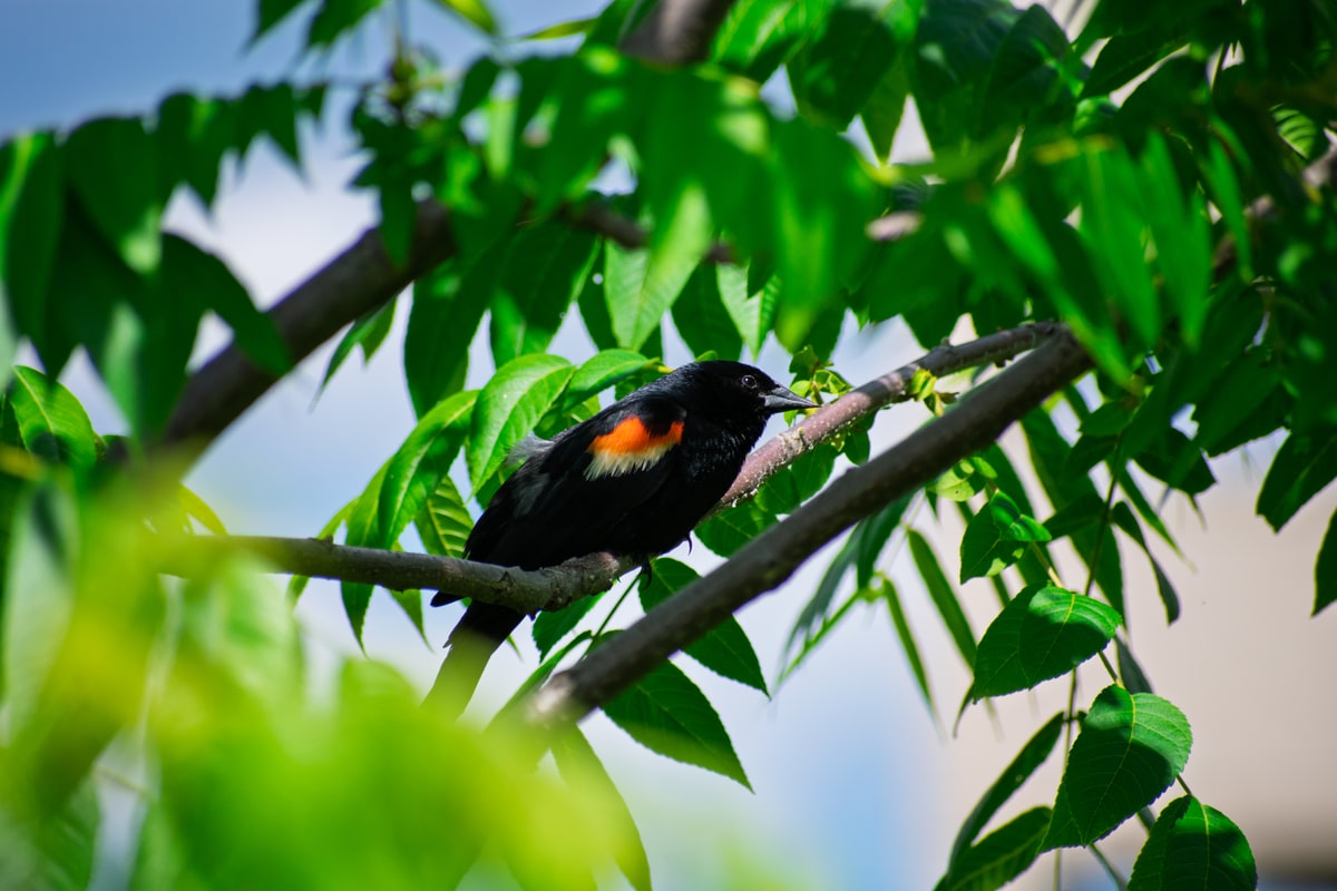 Red-winged Blackbird