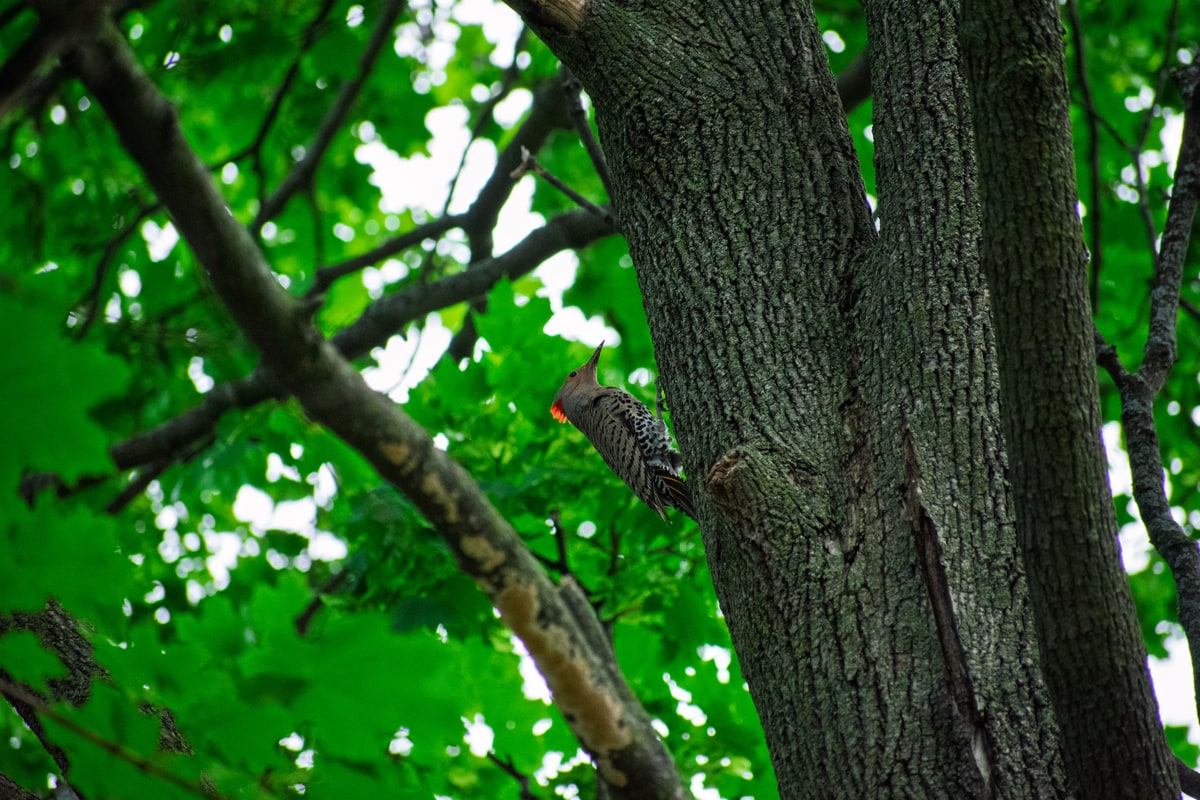 Northern Flicker