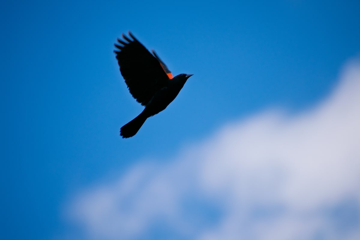 Red-winged Blackbird