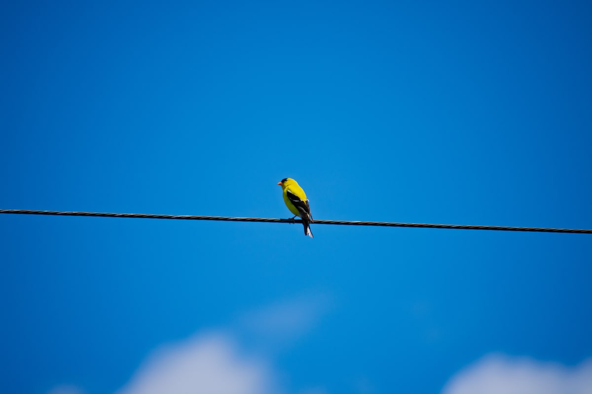 American Goldfinch