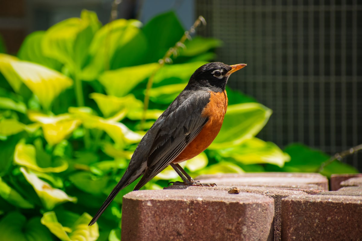 American Robin