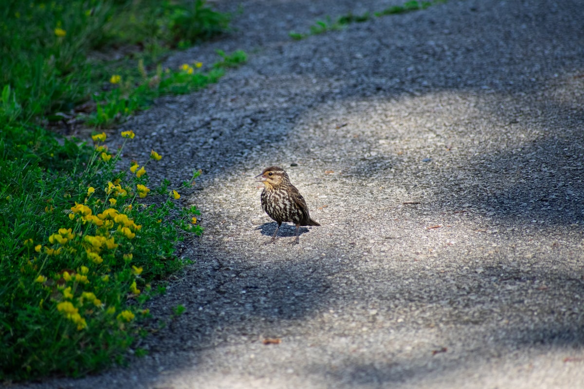 Red-winged Blackbird