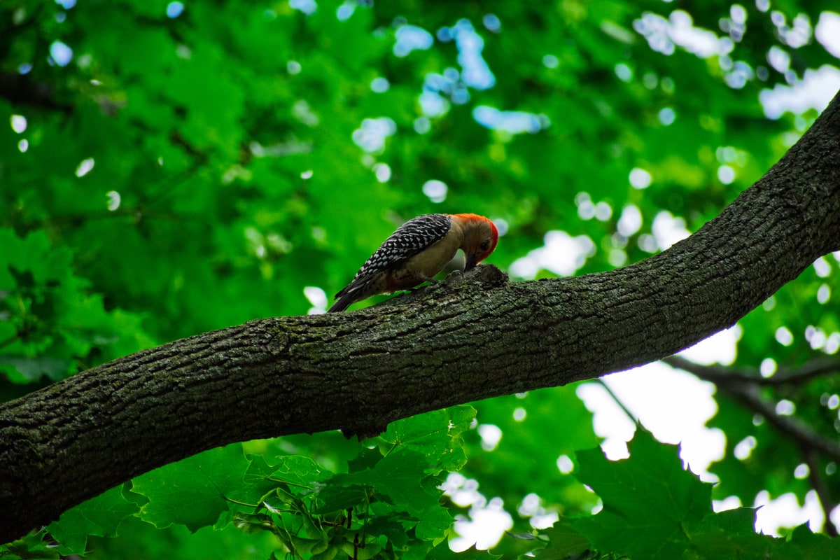 Red-bellied Woodpecker