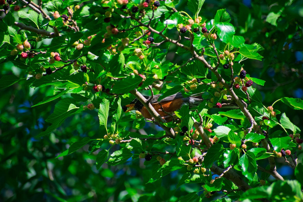 American Robin
