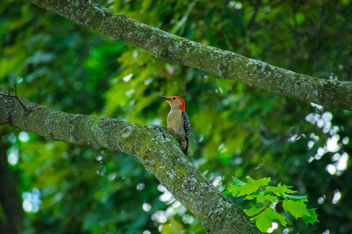 Red-bellied Woodpecker