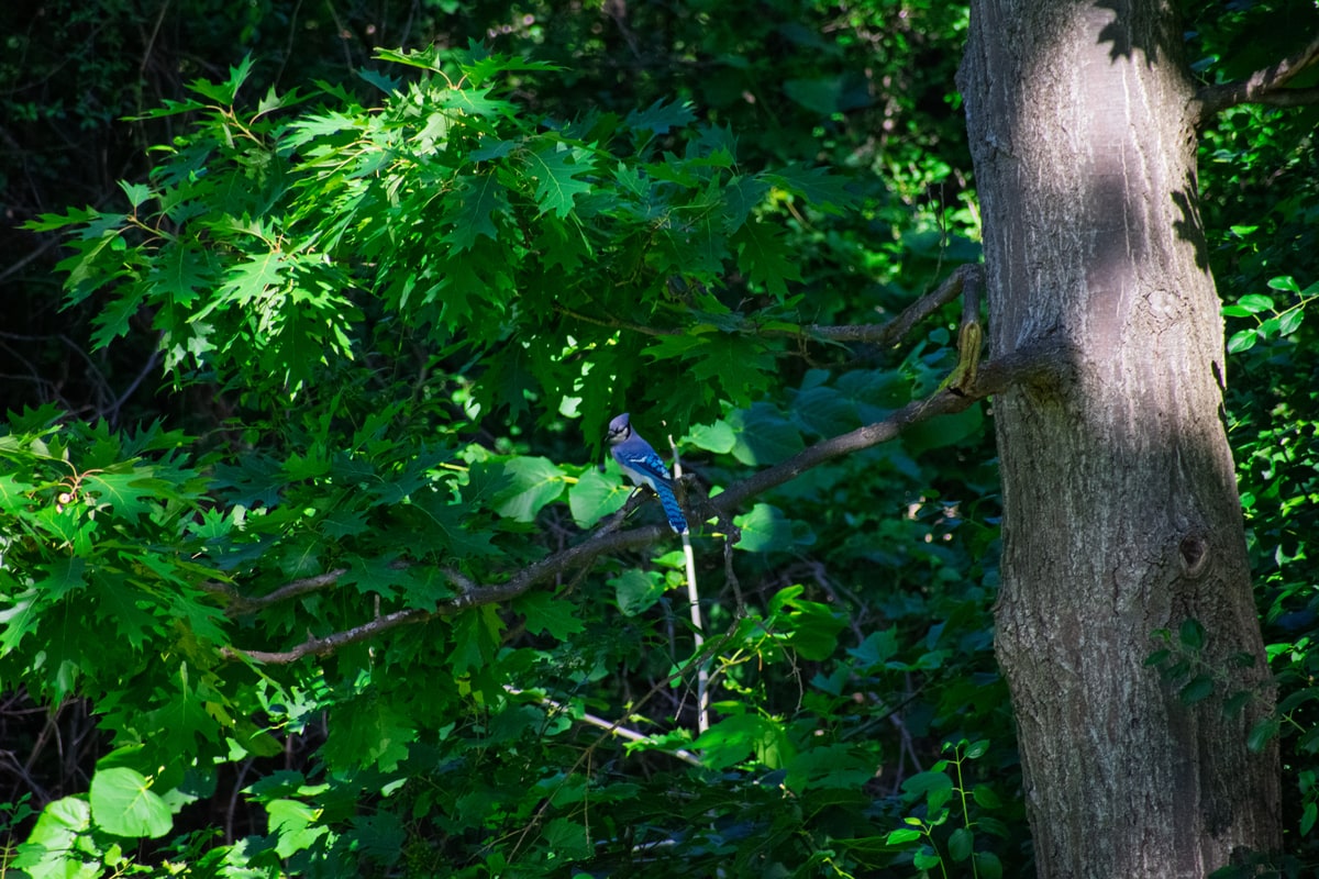 Blue Jay