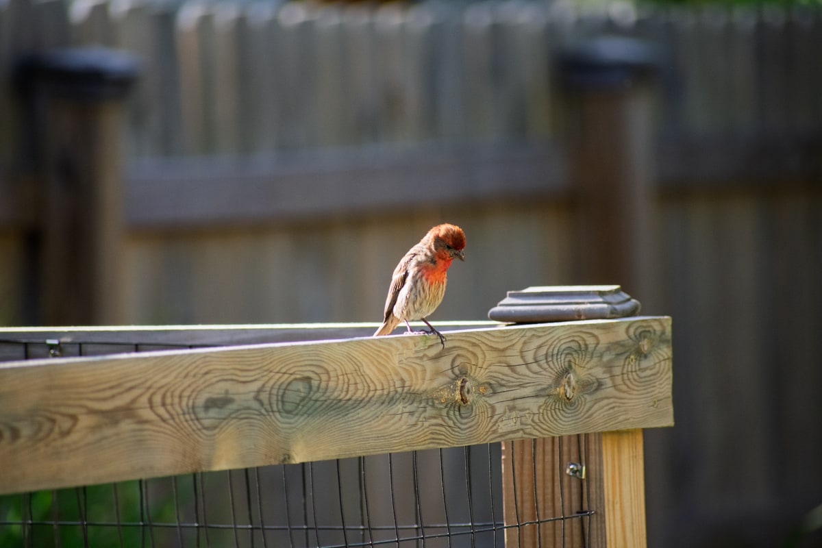 House Finch