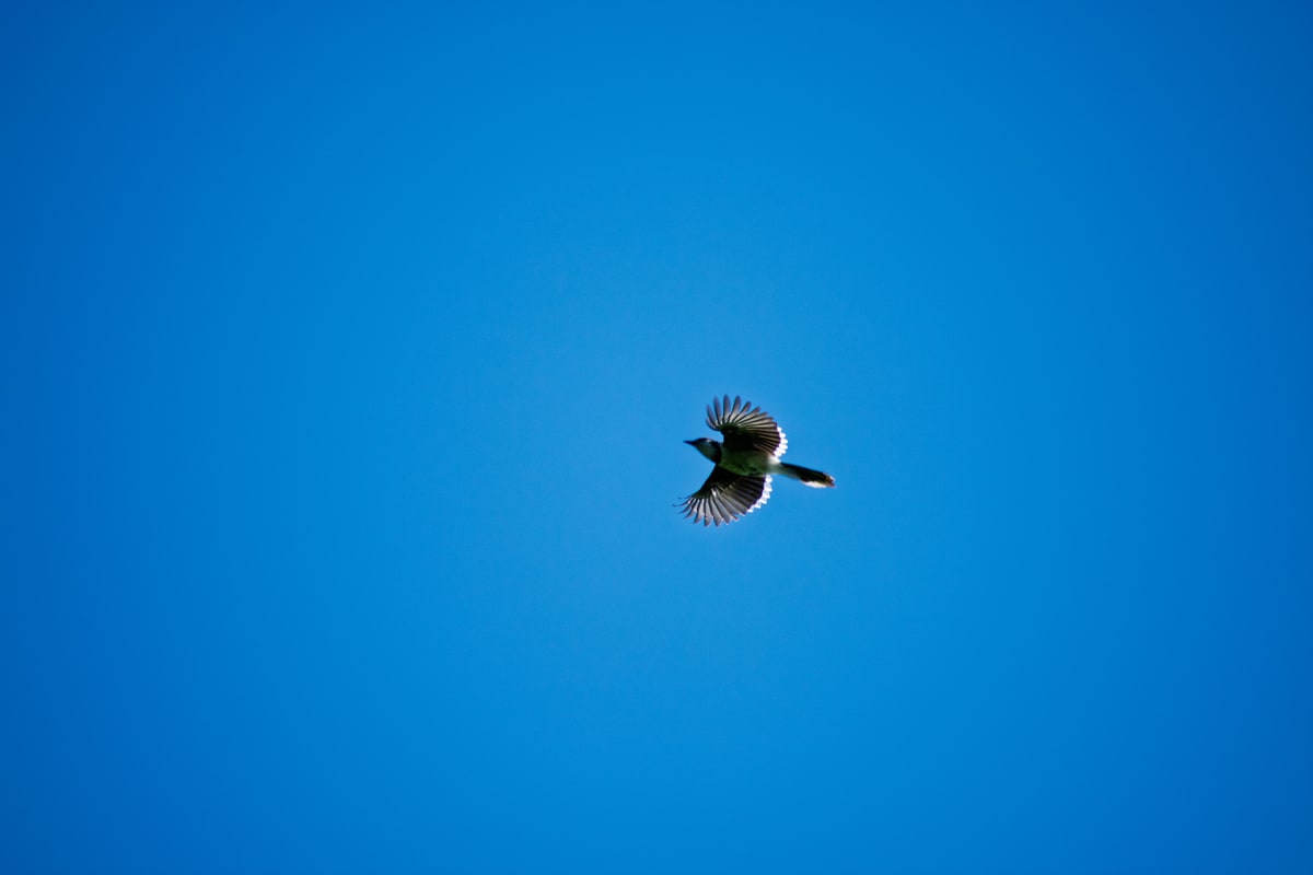 Blue Jay
